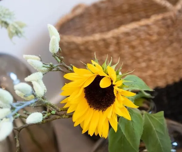 Apartamento Weingarten 1897 Zeltingen-Rachtig